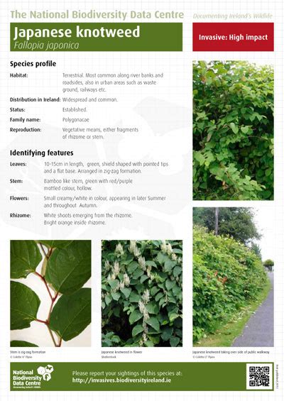 japanese knotweed identification sheet